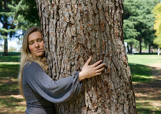 Сила природы: как восстановить здоровье при помощи деревьев