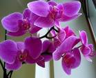 Как качественно пересадить орхидею